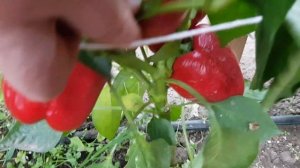 Перец сладкий Атлант 15,09,23