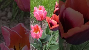 Tulips Slawa, Pretty Princess