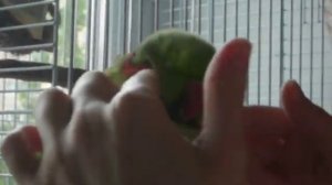 Ожереловый попугай Чупи поет песню/Массажик для Чупика\Ожереловый попугай Чупи