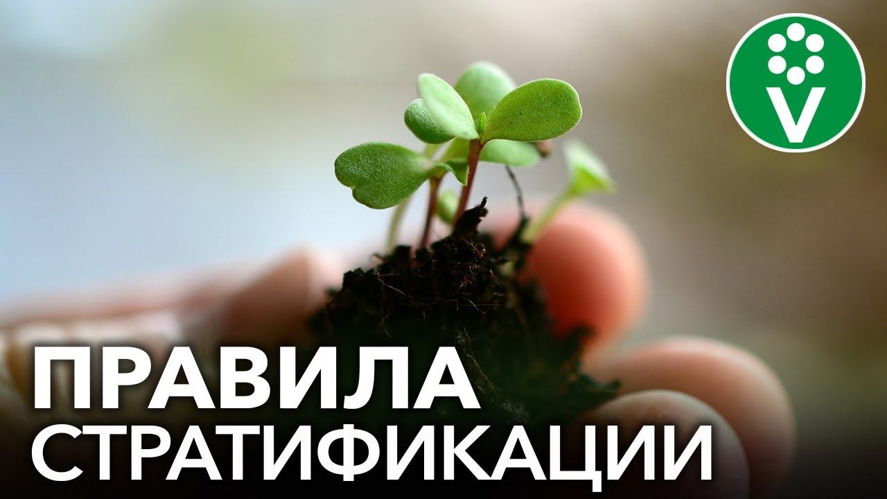 НЕ ПРОРАСТАЮТ СЕМЕНА? НУЖНА СТРАТИФИКАЦИЯ! Что такое стратификация и как ее правильно делать