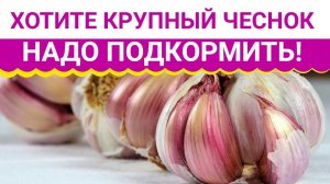 Хотите крупный чеснок   надо подкормить!