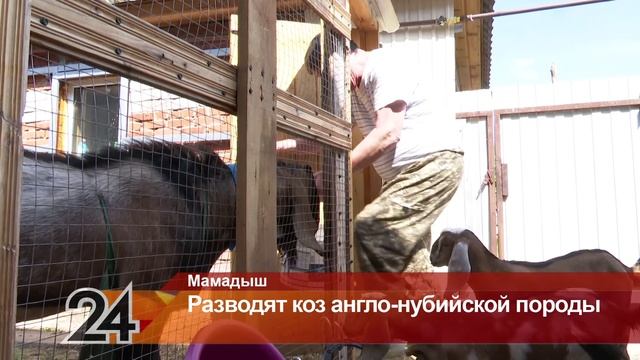 Коз англо-нубийской  породы разводят фермеры Татарстана.