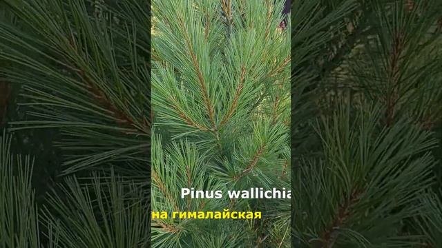 Pinus wallichiana | Сосна гималайская