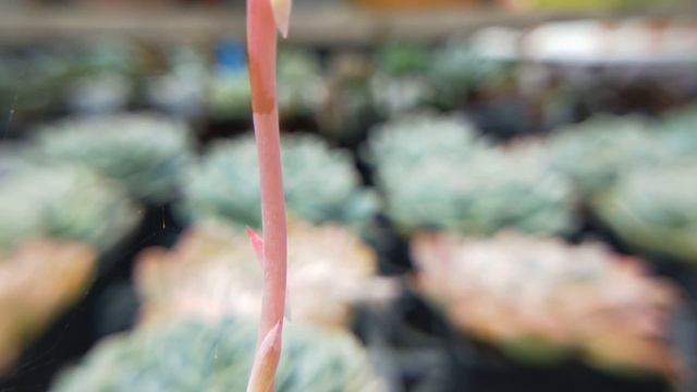 多肉植物 紅爪玫瑰寫 Echeveria cuspidata var. gemmula смотреть онлайн