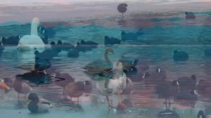 Лебеди, пруд, лебедь, музыка для сна, релакс, relax, птицы