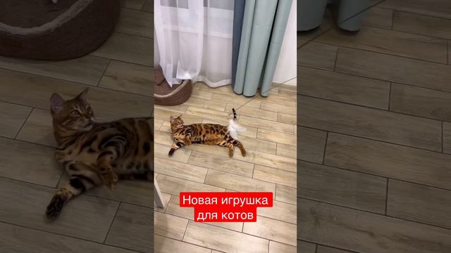 Игрушки для котов🪁🪀