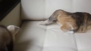 Течная кошка и харек