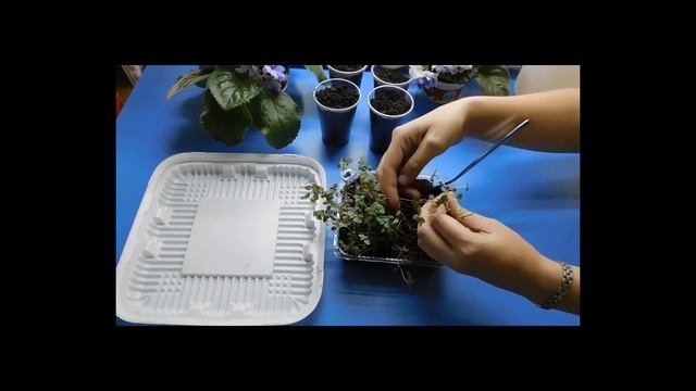 ???РАССАДА ГОДЕЦИИ ! ВЫРАЩИВАНИЕ В ДОМАШНИХ УСЛОВИЯХ! смотреть онлайн