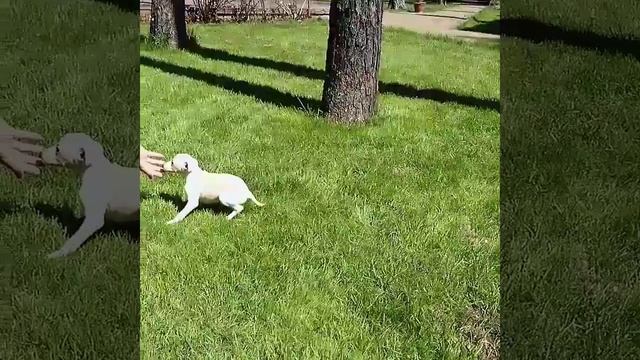 Кремовый щенок. Левретка. смотреть онлайн