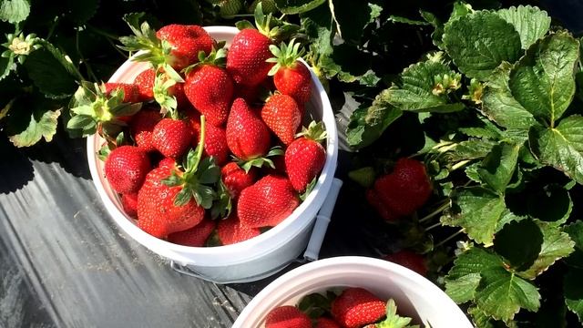 КЛУБНИКИ БУДЕТ В 10 РАЗ БОЛЬШЕ ЕСЛИ СДЕЛАТЬ ЭТО В МАЕ ВЕСНОЙ смотреть онлайн