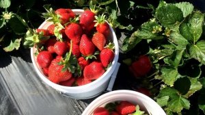 КЛУБНИКИ БУДЕТ В 10 РАЗ БОЛЬШЕ ЕСЛИ СДЕЛАТЬ ЭТО В МАЕ ВЕСНОЙ