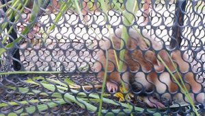 Хомяки всё не заканчиваются... КАРБЫШ на нашем огороде