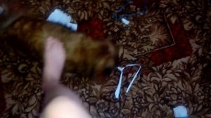 Моя собака лижет пол...часть 2