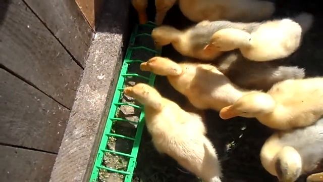 Утята бройлеры СТАР 53. День тринадцатый. смотреть онлайн