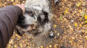 Алиса - лиса. Белый с Алисой учатся у белок