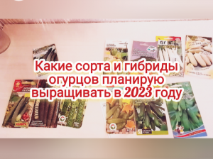 Какие сорта и гибриды огурцов планирую выращивать в 2023 году