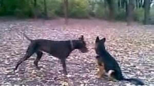 Немецкая овчарка vs дог
