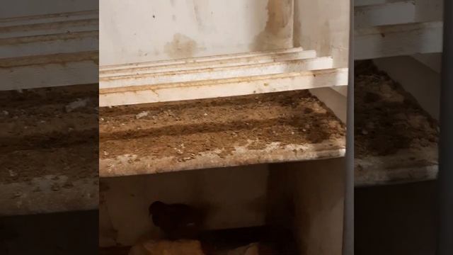 Курятник на севере при -40 смотреть онлайн