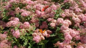Спирея японская Манон (spiraea japonica manon) ? спирея Манон обзор: как сажать саженцы спиреи Мано
