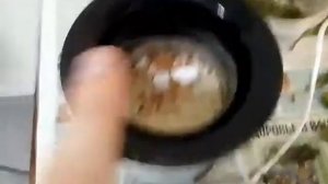 Делаем кальцесмесь для улитки | Как готовить траву на зиму?