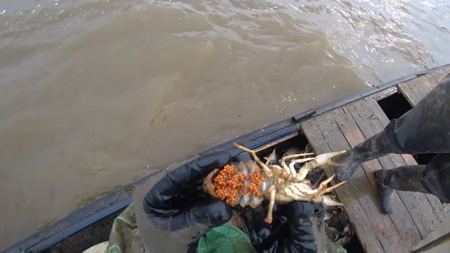 Гигантский сазан. Полная лодка рыбы! смотреть онлайн