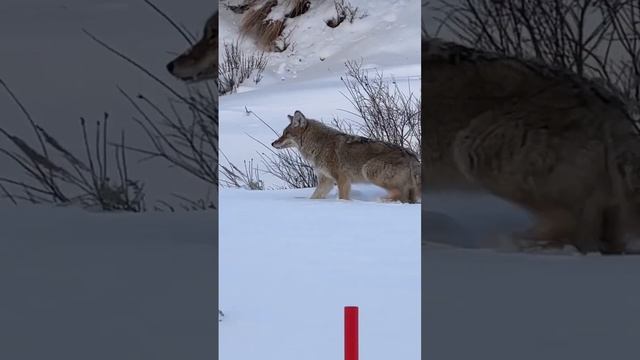 Coyote bounding through the deep snow on a December day in Yellowstone National Park.