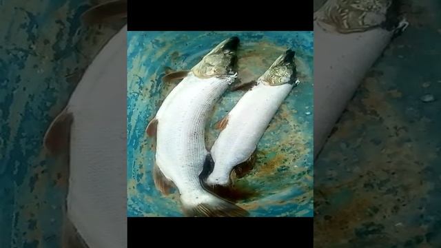 чистка рыбы