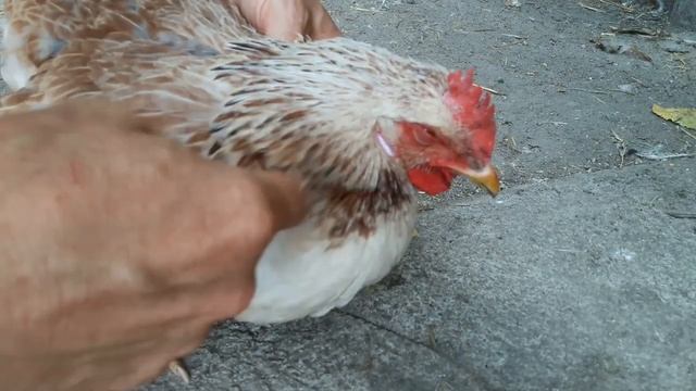 Забился зоб у курицы, что делать? Лечить или сразу в суп?! смотреть онлайн