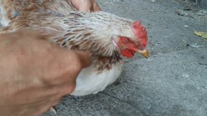 Забился зоб у курицы, что делать? Лечить или сразу в суп?!