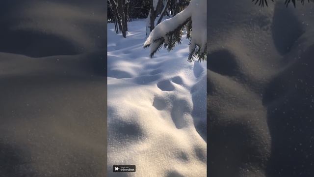 Пушистый снег!Mona Songz( салют, Вера) смотреть онлайн