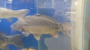 Почем ЖИВАЯ РЫБА в магазине "Океан". Video Trawl #036