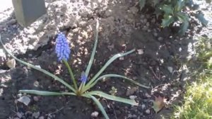 Muscari (Grape Hyacinth) : Beautiful Spring Flowering Bulb