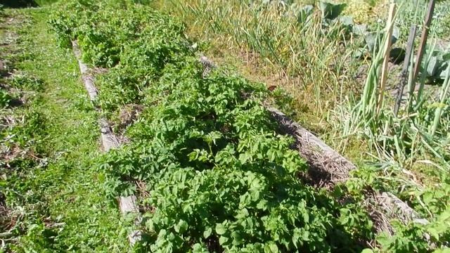 Картофель под соломой от посадки до уборки смотреть онлайн