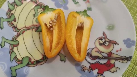 Пробуем свой первый перчик 20 апреля 2022 год. Перец Кеша #перец #перецкеша #семенапартнер