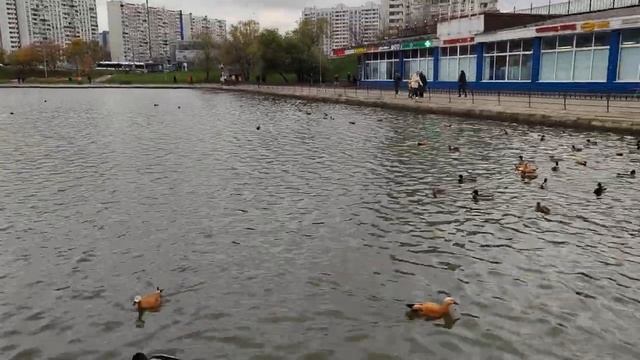 Большой Чертановский пруд (Чертаново Северное,  Москва)