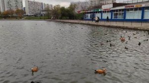 Большой Чертановский пруд (Чертаново Северное,  Москва)