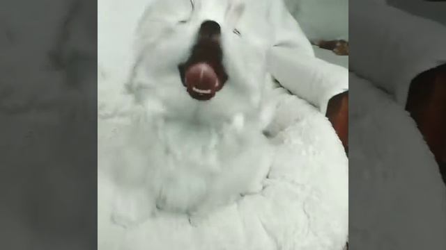 Лучшие щенки мальтезе