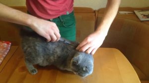 Как сделать подкожный укол коту правильно. Видео инструкция