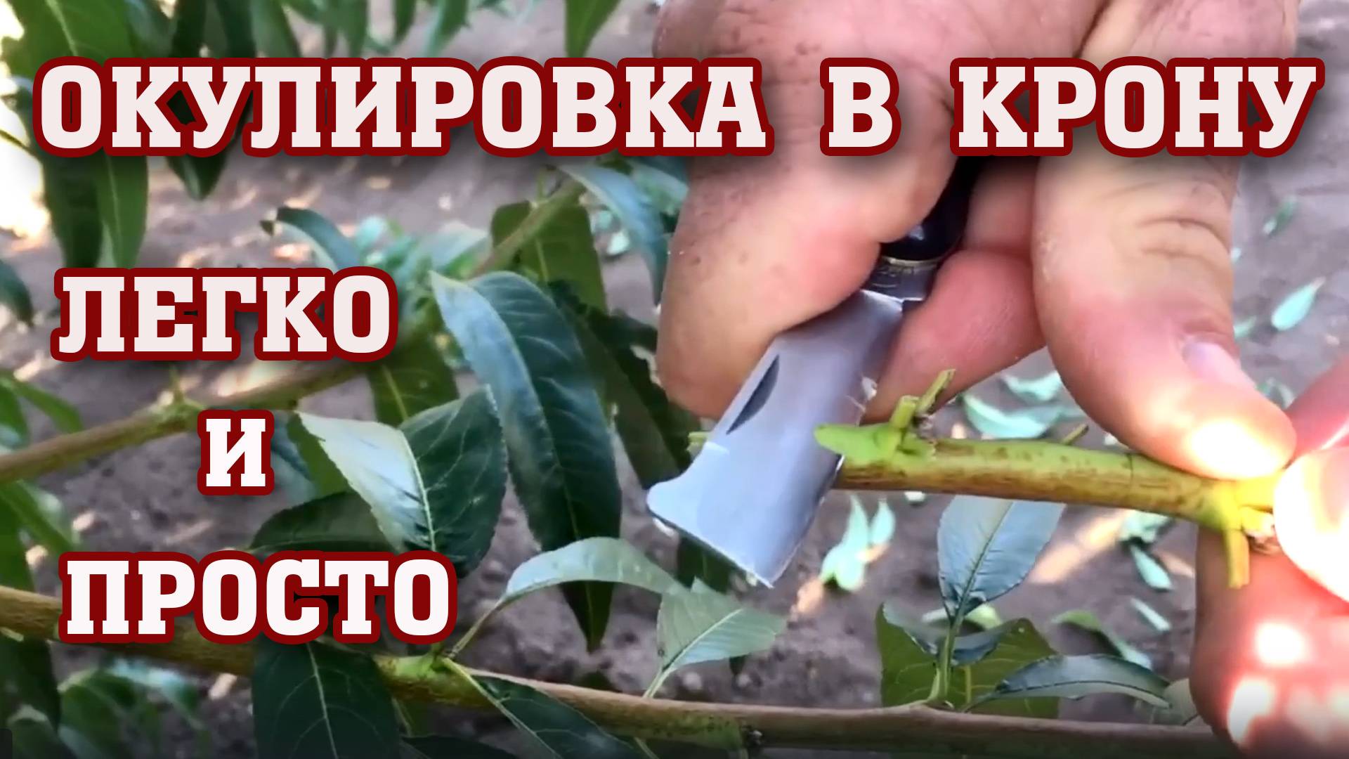 Летняя ОКУЛИРОВКА ПЕРСИКА в крону / ЛЕГКО И ПРОСТО!!! смотреть онлайн