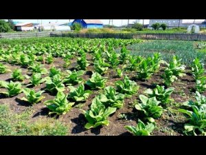 Обзор плантации курительного табака.
