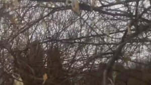 Лох ты мой! Серебристый!