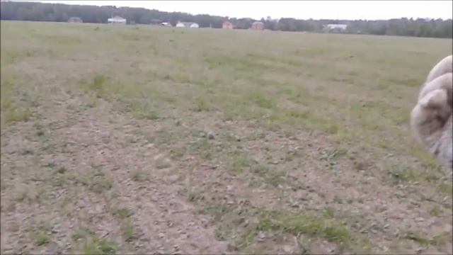 коп 2016. СЕРЕБРЯНЫЙ КРЕСТ смотреть онлайн