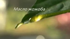 Palmolive - Кокос и масло жожоба