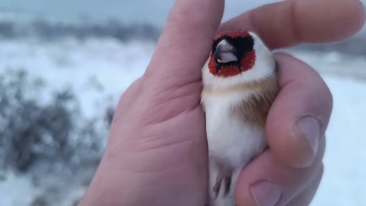 Ловля щеглов и пуночек 3.11.2023. смотреть онлайн