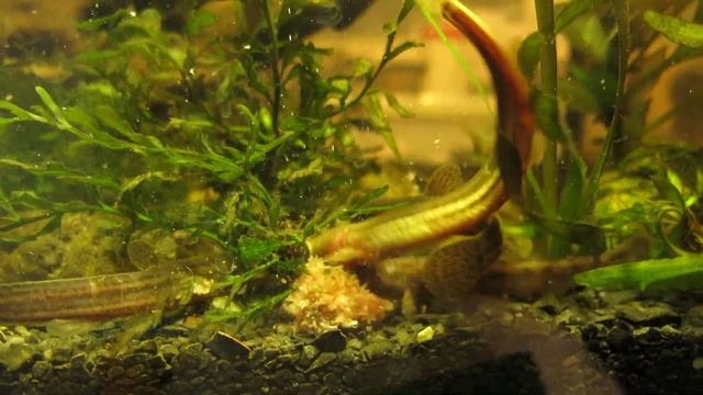 пруд своими силами часть 33 вьюн в прудовом аквариуме смотреть онлайн