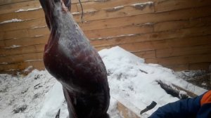 Ошкуривание некастрированного козлика.Как правильно снять шкуру,чтобы мясо не пахло.Часть вторая.