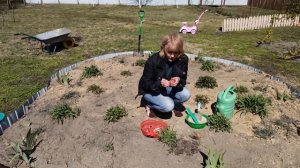 КАК ПРАВИЛЬНО САЖАТЬ ГЛАДИОЛУСЫ. Все тонкости выращивания гладиолуса.