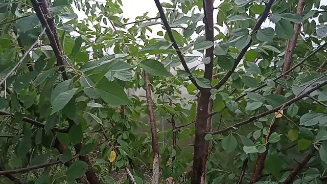 Формирование шаровидной вишни. Обрезка. смотреть онлайн