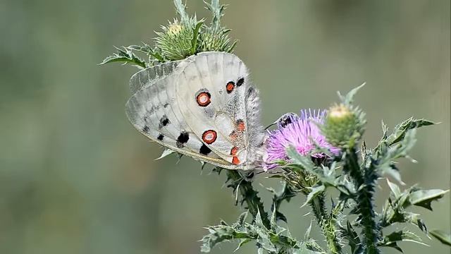 Parnassius apollo, аполлон бабочка смотреть онлайн