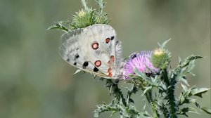 Parnassius apollo, аполлон бабочка